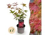 Acer Palmatum Beni-Maiko – 3 Piante – 12 Cm – Altezza Circa 35 Cm – Acero Giapponese Con Foglie Rosso Vivo E Colorazione Autunnale Arancione – Facile Da Curare