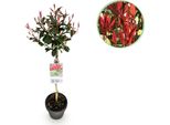 Fotinia Photinia Fraseri Carré Rouge – 19 Cm Di Altezza, Circa 90 Cm – Sempreverde E Resistente Al Freddo – Fogliame Verde-Rosso – Arbusto Ornamentale