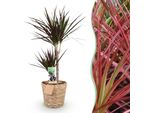 Dracaena Magenta – 90-100 Cm – 21 Cm Con Cesto – Dracaena Facile Da Curare – Fusti Rosso Intenso E Fogliame Verde-Magenta – Elegante Pianta Da Appartamento Per Soggiorni E Uffici Moderni
