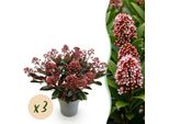Skimmia Japonica Rubella – 3 Piante Alte 15 Cm, Larghe Circa 30 Cm – Fioritura Rosso Scuro – 15+ Fiori – Resistente Al Freddo E Sempreverde – Ideale Per Aiuole, Balconi E Terrazze