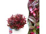Leucothoe Zeblid – Altezza 17 Cm, Larghezza Circa 45 Cm – Sempreverde E Dai Colori Intensi – Fogliame Rosso – Arbusto Ornamentale Decorativo Di Facile Manutenzione