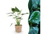 Alocasia Cucullata – Mano Di Buddha – 65-70 Cm – 21 Cm Con Cesto – Pianta Da Appartamento Esotica Di Facile Manutenzione – Foglie Lucide A Forma Di Cuore – Elemento Decorativo Tropicale