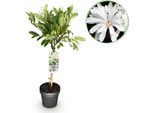 Magnolia Stellata Magnolia Stellata – 19 Cm Di Altezza, Circa 90 Cm – Fioritura Bianca – Decidua E Resistente Al Freddo – Elegante Magnolia Per Aiuole, Balconi E Terrazze
