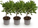 Cotinus Coggyria Young Lady – 3 Piante – 12 Cm – Altezza Circa 35 Cm – Arbusto Deciduo Con Fiori Rosa E Foglie Gialle In Autunno, Ideale Per Aiuole, Balconi E Terrazze