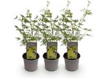 Acer Palmatum Emerald Lace – 3 Piante – 12 Cm – Altezza Circa 35 Cm – Delicato Acero Giapponese Con Foglie Verdi Merlettate E Colorazione Autunnale Viola – Facile Da Curare Per Aiuole E Terrazze