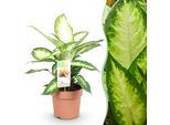 Dieffenbachia Camilla – 17 Cm – Altezza 45–50 Cm – Pianta Da Appartamento Facile Da Curare, Dai Motivi Colorati, Ideale Per Soggiorno, Ufficio E Interni Ombreggiati
