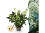 Skimmia Japonica Finchy – 3 Piante 10,5 Cm Di Altezza Circa 25 Cm – Fioritura Bianca – 10+ Fiori – Resistente Al Freddo E Sempreverde