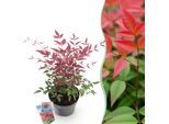 Bambù Sacro Nandina Obsessed – Altezza 17 Cm, Larghezza Circa 45 Cm – Sempreverde E Dai Colori Intensi – Fogliame Rosso Per Aiuole, Balconi E Terrazze – Arbusto Ornamentale Decorativo Di Facile Manutenzione