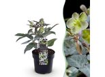 Rosa Di Natale Helleborus Sternii Silver Dollar – Altezza 14 Cm, Larghezza Circa 35 Cm – Sempreverde E Fioritura Invernale – Fiori Verdi Per Aiuole, Balconi E Terrazze – Piante Perenni Invernali Robuste E Di Facile Manutenzione