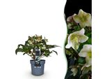 Rosa Di Natale Helleborus Diamonfire – 19 Cm Di Altezza, Circa 40 Cm – Sempreverde E Fioritura Invernale – Fiori Verdi Per Aiuole, Balconi E Terrazze – Robusta Pianta Perenne Invernale Di Facile Manutenzione