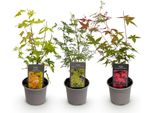 Acero Acer Palmatum Tricolour – 3 Piante – 12 Cm – Altezza Circa 35 Cm – Acero Giapponese Di Facile Manutenzione Nei Colori Arancione, Rosso E Verde Per Aiuole, Balconi E Terrazze