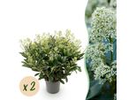 Skimmia Japonica Finchy – 2 Piante 19 Cm Di Altezza Circa 60 Cm – Fioritura Bianca – 40+ Fiori – Resistente Al Freddo E Sempreverde