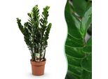 Zamioculcas – Pianta Zz 80-90 Cm – 21 Cm – Pianta Da Appartamento Robusta E Facile Da Curare – Foglie Verde Intenso Lucide – Pianta Elegante Per Soggiorno, Ufficio E Camera Da Letto