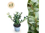 Ilex Crenata Caroline Upright – 8 Piante Per 1 Metro Lineare Di Siepe – Arbusto Sempreverde – Vaso Da 9 Cm – Altezza 25-30 Cm – Pianta Da Siepe Compatta Di Colore Verde Scuro Per Giardini E Aiuole
