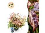 Leucothoe Makijaz – 2 Piante 17 Cm Di Altezza Circa 45 Cm – Sempreverde E Dai Colori Intensi – Fogliame Marrone-Verde – Arbusto Ornamentale Decorativo Di Facile Manutenzione