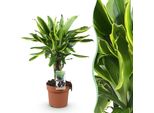 Dracaena Fragrans Golden Coast – 50-55 Cm – 17 Cm – Dracaena Facile Da Curare Nei Colori Verde E Oro – Elegante Pianta Da Appartamento Per Soggiorno, Ufficio E Camera Da Letto