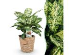 Dieffenbachia Compacta – 45-50 Cm – 17 Cm Con Cesto – Pianta Da Appartamento Colorata E Facile Da Curare – Fogliame Marmorizzato – Ideale Per Soggiorno, Ufficio E Camera Da Letto