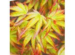Acer Palmatum Little Princess – 3 Piante – 12 Cm – Altezza Circa 35 Cm – Acero Giapponese Deciduo Dal Verde Delicato E Dai Colori Autunnali Intensi – Facile Da Curare