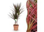 Dracaena Magenta – Albero Del Sangue Di Drago – 17 Cm – Altezza 70–80 Cm – Pianta Da Appartamento Rosso-Verde Di Facile Manutenzione Con Steli Decorativi Per Soggiorni E Uffici