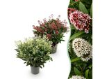 Skimmia Japonica Duo Rubella & Finchy – 2 Piante Alte 19 Cm, Altezza Circa 60 Cm – Fioritura Bianca E Rossa – Oltre 40 Boccioli – Resistente Al Freddo E Sempreverde – Ideale Per Aiuole, Balconi E Terrazze
