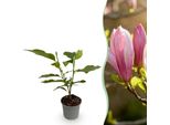 Magnolia Ricki – 12 Cm – Altezza Circa 30 Cm – Magnolia Deciduo Con Fiori Rosa Primaverili – Facile Da Curare Per Aiuole, Balconi E Terrazze