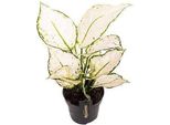 Aglaonema White Joy - Pianta D'appartamento Ø12Cm - Altezza Fino A 35Cm - Facile Da Curare E Che Purifica L'aria - Pianta Decorativa Per Casa E Ufficio