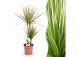 Dracaena Marginata Bicolor – Dracaena – 17 Cm – Altezza 70–75 Cm – Pianta Da Appartamento Facile Da Curare, Di Colore Rosso-Verde, Con Fogliame Decorativo, Ideale Per Soggiorni E Uffici.