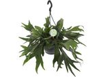 Felce A Corno - Platycerium Bifurcatum - Felce A Corno Di Cervo - Pianta D'appartamento - Ø21Cm - ↕50Cm - Felce Decorativa Per Casa E Ufficio
