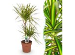 Dracaena Sunray – 90-100 Cm – 21 Cm – Dracaena Facile Da Curare Nei Colori Verde-Giallo – Pianta Da Appartamento Colorata Per Soggiorno, Ufficio E Ingresso