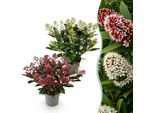 Skimmia Japonica Duo Rubella & Finchy – 2 Piante Alte 15 Cm, Larghe Circa 30 Cm – Fioritura Bianca E Rossa – 15+ Fiori – Resistente Al Freddo E Sempreverde – Ideale Per Aiuole, Balconi E Terrazze