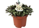 Cuscino Di Bellezza Strisciante - Callisia Repens - Pianta In Pollici - Pianta Da Appartamento - Ø12Cm - Altezza Circa 17Cm - Facile Da Curare E Decorativa