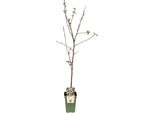 Melo Jonagold - Mela Invernale - Malus Domestica - Ø19Cm - Altezza 60Cm - Albero Da Frutto Per Giardino E Balcone - Resistente All'inverno E Fruttifero