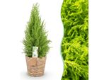 Cupressus Gold Crest Wilma – 85-95 Cm – 21 Cm Con Cesto – Conifera Da Interno Di Facile Manutenzione – Cipresso Profumato Giallo-Verde Per Soggiorno, Ufficio E Ingressi