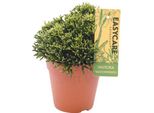 Cactus A Giunco Hatiora Salicornioides - Ø12Cm - ↕22Cm - Cactus A Bottiglia Di Facile Manutenzione Dalla Forma Insolita - Pianta D'appartamento Esotica Per Ambienti Soleggiati E Spazi Moderni