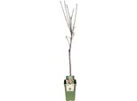 Melo Elstar - Mela Autunnale - Malus Domestica - Ø19Cm - Altezza 60Cm - Albero Da Frutto Per Giardino E Balcone - Fruttifero E Robusto