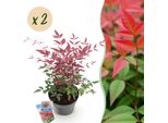 Nandina Obsessed – 2 Piante Alte 17 Cm, Larghe Circa 45 Cm – Sempreverde E Dai Colori Intensi – Fogliame Rosso Per Aiuole, Balconi E Terrazze – Arbusto Ornamentale Facile Da Curare, Decorativo Tutto L'anno