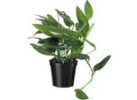 Baumfreund - Philodendron Cobra Toef - Pianta Da Appartamento - Ø17Cm - ↕50Cm - Pianta Verde Tropicale E Di Facile Manutenzione - Pianta Ornamentale A Fogliame Depurativo Dell'aria