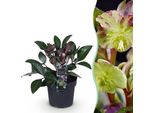 Rosa Di Natale Helleborus Lividus Purple Marble – 14 Cm Di Altezza, Circa 35 Cm – Sempreverde E Fioritura Invernale – Fiori Viola Per Aiuole, Balconi E Terrazze – Piante Perenni Invernali Robuste E Di Facile Manutenzione