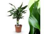 Dracaena Fragrans Steudneri – 50-55 Cm – 17 Cm – Dracaena Facile Da Curare – Pianta Da Appartamento Verde Per Soggiorno, Ufficio E Camera Da Letto – Purificante Dell'aria E Decorativa