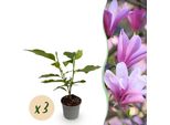 Magnolia Betty – 3 Piante – 12 Cm – Altezza Circa 30 Cm – Magnolia Decidua Con Grandi Fiori Rosa Primaverili Per Aiuole, Balconi E Terrazze