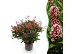 Skimmia Japonica Rubella – 19 Cm Di Altezza, Circa 60 Cm – Fioritura Rossa – Oltre 40 Fiori – Resistente Al Freddo E Sempreverde – Ideale Per Aiuole, Balconi E Terrazze
