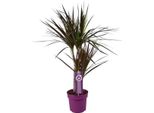 Drago - Dracaena Magenta - Pianta D'appartamento - Ø17Cm - ↕70Cm - Pianta Purificatrice D'aria Di Facile Manutenzione Con Fogliame Colorato