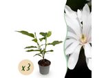 Magnolia Stellata Royal Star – 3 Piante – 12 Cm – Altezza Circa 30 Cm – Arbusto Ornamentale Deciduo Con Fiori Bianchi A Forma Di Stella In Primavera, Ideale Per Aiuole, Balconi E Terrazze