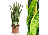 Sansevieria Laurentii – 60-70 Cm – 17 Cm – Lingua Della Suocera Facile Da Curare, Di Colore Verde-Giallo – Pianta Da Appartamento Che Purifica L'aria, Ideale Per Soggiorno, Ufficio E Camera Da Letto