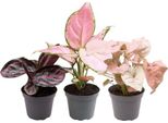 Miscela Di Piante 3 Piante D'appartamento - Aglaonema Red Valentine, Aglaonema Red Zircon E Calathea Roseopicta Rosey - Piante D'appartamento - Piante D'appartamento Facili Da Curare E Decorative