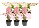 Miscela Di Aglaonema - 6 Piante D'appartamento - 3X Aglaonema Red Valentine E 3X Aglaonema Red Zircon - Facile Da Curare E Decorativa