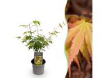 Acero Acer Palmatum Katsura – 12 Cm – Altezza Circa 35 Cm – Germogli Verde Brillante E Colorazione Autunnale Dorata – Arbusto Ornamentale Deciduo Di Facile Manutenzione