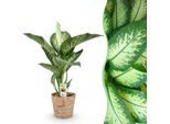 Dieffenbachia Tropic Snow – 90-100 Cm – 21 Cm Con Cesto – Pianta Da Appartamento Colorata E Facile Da Curare – Grandi Foglie Verde-Bianche – Elemento Decorativo Tropicale Per Soggiorno, Ufficio E Interni