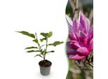 Magnolia Liliiflora Nigra – 12 Cm – Altezza Circa 30 Cm – Magnolia Deciduo Con Fiori Primaverili Di Colore Viola Intenso – Facile Da Curare, Ideale Per Aiuole, Balconi E Terrazze