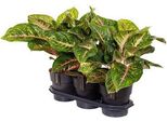 Filo Di Pannocchie - Aglaonema Spring Red - Pianta Da Appartamento - Ø19Cm - Altezza Circa 60Cm - Pianta Decorativa E Di Facile Manutenzione Per Casa E Ufficio